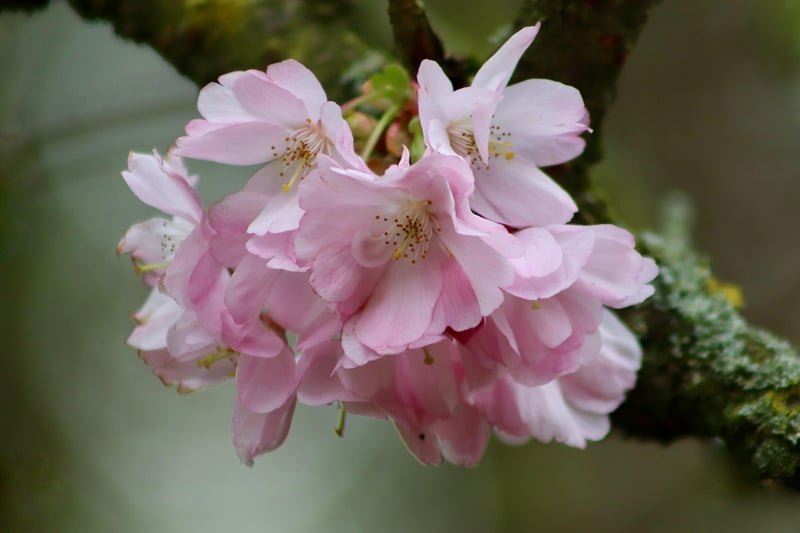 Hanami in Japan
