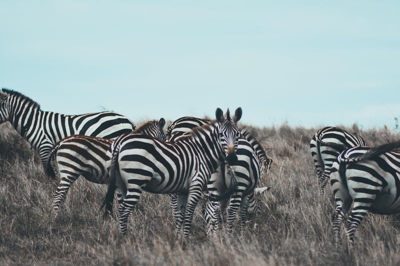 Maasai Mara in Kenya